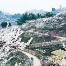 [정기단체] 봄봄. 광양매화마을 & 구례산수유마을..3월19일(일) 이미지