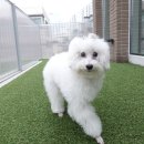 (주)하울팟케어클럽 이미지