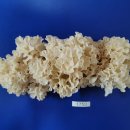 꽃송이가 이미지