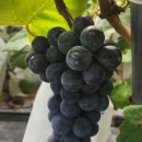 영월축산 이미지