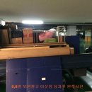 일톤에스비