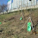 동천교 좌안 Daum카페