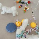 도그아레아 이미지