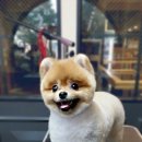 페츠비동물병원 이미지