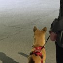 미견미묘 이미지