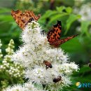 벌과나비 이미지