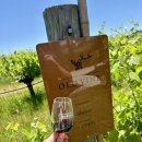 호주 퍼스 여행 스완 밸리 와이너리 투어 후기 d’ vine wine tour (내돈내산-클룩)