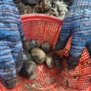 문항어촌체험마을 | 남해 아이랑 갈곳 추천 문항어촌갯벌체험마을 바지락 후기