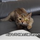 낭만고양이강서점
