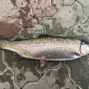 보람토건(하늘과구름) | [2026년 새해맞이 혼자 축제여행/강원도 평창 진부]-혼자 평창송어축제에 다녀오다..!!