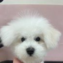 헬로퍼피1 네이버블로그