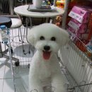 송이애견 이미지