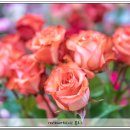 다향화원 이미지