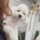 겨우리애견 이미지