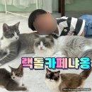 랙돌카페냐옹 | 인천 고양이 카페 추천 인천에서 30개월 아기와 가기 좋은 랙돌카페냐옹 재방문 후기(주차/시설/후기)