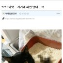 숭이네