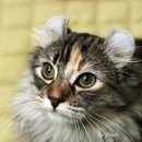 CatFlower