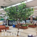 거제시청스마트도서관 | 실내조화나무, 대형인조나무 설치업체! 농협하나로마트 거제점, 느티나무