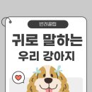우리 강아지가 말을 해요 이미지