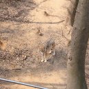 오월드 | 대전 오월드 사파리 동물원 시간 주말 대기 후기