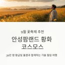 황화농장 | [9월 꽃축제 추천] 안성팜랜드 황화 코스모스 명소｜가족 나들이 총정리