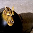 가재미로 이미지