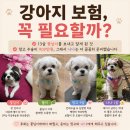 똘이펫 | 강아지 펫보험 꼭 필요할까? 망고를 치료하며 알게 된 현실