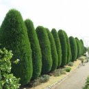 고대1106 이미지