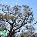 명월길500 이미지