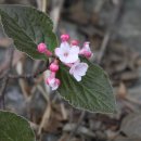 나무향기 이미지