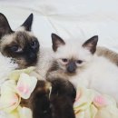 고양이전문점 허니캣 이미지