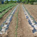 죽암농장 이미지