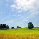 흔들리며 피는 꽃 이미지