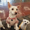 오디가개 이미지