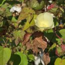 목화공원주차장 이미지