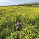 홍포주차장 | [2026 부산도시농업박람회] 대저생태공원 유채꽃 주차장