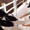 소우목장 이미지