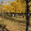 은행나무 이미지