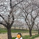 갈산리마을회관 | 일상#36 2026 당진순성벚꽃축제 (당진천 벚꽃 만개 현황)