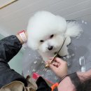 아스타펫살롱 이미지