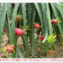 용은농장 이미지