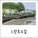 느린호수길 이팝나무길 | 5월의 크리스마스 이팝나무 명소! 예산 가볼만한곳 예당호 느린호수길