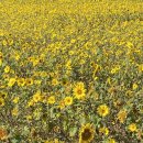 대부도해양본부 | 대부도 해바라기 대부해양관광본부 9월 방문 후기