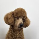 몽이슈