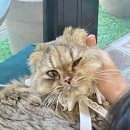 집사의 하루 대구점 | [대구] 고양이 집사의 동성로 실내 데이트 추천 유기묘 케어 고양이 카페 &#39;집사의 하루&#39; 내돈내산 방문후기