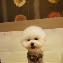 도도 이미지