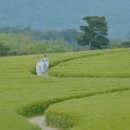 은애농장 네이버블로그