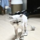 고양이집사 | 광주고양이미용 화정동 고양이 무마취 미용 < 고양이집사 > 광주본점 다녀온 후기