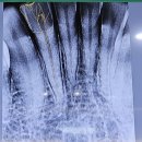 스마트365치과의원 이미지