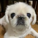 쁘띠댕댕 이미지